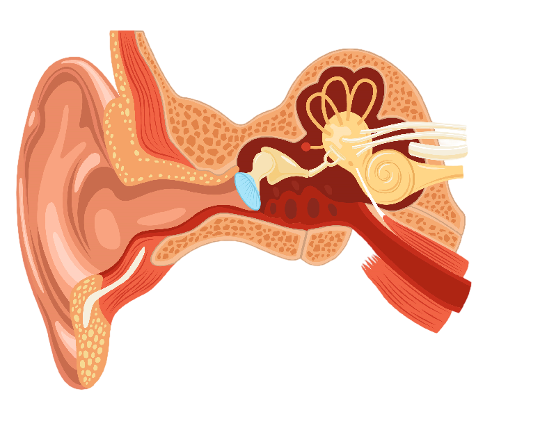 ear