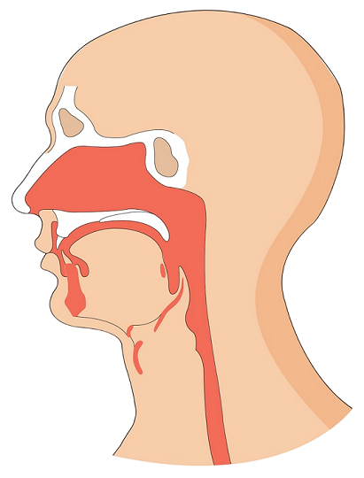 headneck